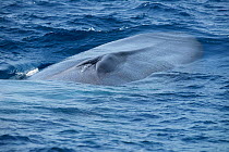 Blue whale (Balaenoptera musculus) surfacing, showing blow hole, Pico Island, Azores, Portugal. May.