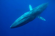 Fin whale (Balaenoptera physalus) Pico Island, Azores, Portugal. May.