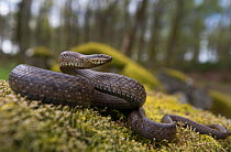 Southern smooth snake (Coronella girondica) in woodland habitat, Alvao Mountain, Portugal. April.