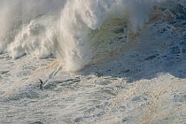 Surfer riding a big wave, Nazare, Portugal, December 2014.