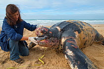 Scientist with Leatherback turtle (Dermochelys coriacea) on beach, Fonte da Telha, Portugal, November 2015.