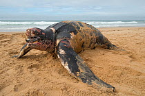 Leatherback turtle (Dermochelys coriacea) on beach, Fonte da Telha, Portugal, November.