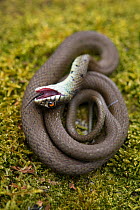 Grass snake (Natrix natrix) juvenile playing dead, Alvao, Portugal, April.