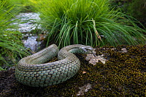 Grass snake (Natrix natrix) near river, Olo, Alvao, Portugal, June.