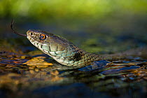 Grass snake (Natrix natrix) adult swimming in river, Olo, Alvao, Portugal, June.