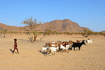 Himba girl herding goats, Marienfluss Valley, Kaokoland Desert, Namibia. October 2015