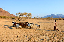 Himba girl leading goats to the water, Marienfluss Valley, Kaokoland Desert, Namibia. October 2015