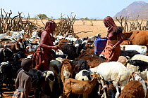 Himba women with herd of goats and sheep at the waterpoint during dry season, Marienfluss Valley, Kaokoland Desert, Namibia. October 2015