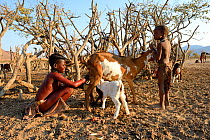 Himba girl with traditional double plait hairstyle milking a goat. Marienfluss Valley, Kaokoland Desert, Namibia. October 2015