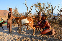 Himba girl with traditional double plait hairstyle, milking goat. Marienfluss Valley, Kaokoland Desert, Namibia. October 2015
