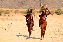 Himba women carrying wood on their heads during the dry season, Marienfluss Valley, Kaokoland Desert, Namibia. October 2015