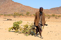 Himba community chief, collecting branches from a mopane tree to feed the goats at the dry season, Marienfluss Valley, Kaokoland Desert, Namibia. October 2015