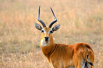 Uganda kob (Kobus kob thomasi) male, Queen Elizabeth National Park, Uganda.