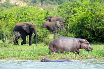 Hippopotamus (Hippopotamus amphibius) and African elephant (Loxodonta africana), Lake Edward, Queen Elizabeth National Park, Uganda.