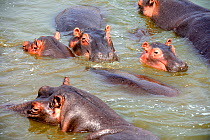 Hippopotamus (Hippopotamus amphibius), group in Lake Edward, Queen Elizabeth National Park, Uganda.