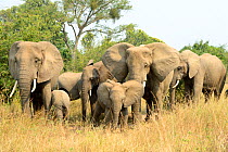 African elephant (Loxodonta africana), group with females and young foraging in the savannah, Queen Elizabeth National Park, Uganda.