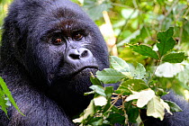Portrait of male silverback Mountain gorilla (Gorilla beringei beringei) Virunga National Park, Democratic Republic of Congo.