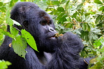 Portrait of male silverback Mountain gorilla (Gorilla beringei beringei) feeding on fruits, Virunga National Park, Democratic Republic of Congo.