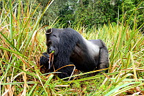 Eastern lowland gorilla (Gorilla beringei graueri), silver back dominant male, feeding in the marshes, Kahuzi Biega NP, Democratic Republic of Congo.