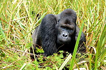 Eastern lowland gorilla (Gorilla beringei graueri), silverback dominant male, feeding in the marshes, Kahuzi Biega NP, Democratic Republic of Congo.