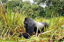 Eastern lowland gorilla (Gorilla beringei graueri), silverback dominant male, feeding in the marshes, Kahuzi Biega NP, Democratic Republic of Congo..