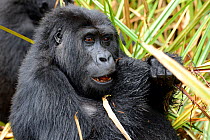 Eastern lowland gorilla (Gorilla beringei graueri) female feeding in the marshes, Kahuzi Biega NP, Democratic Republic of Congo.