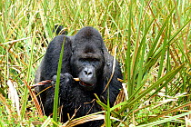 Eastern lowland gorilla (Gorilla beringei graueri), silverback dominant male, feeding in the marshes, Kahuzi Biega NP, Democratic Republic of Congo.