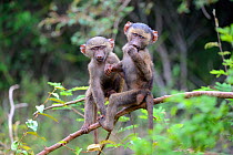 Young Olive baboons (Papio cynocephalus anubis) playing together in tree, Akagera National Park, Rwanda.