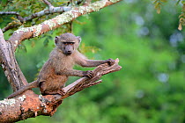 Young Olive baboon (Papio cynocephalus anubis) sitting in tree, Akagera National Park, Rwanda.