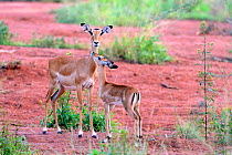 Uganda Kob (Kobus kob thomasi), female and calf, Queen Elizabeth National Park, Uganda.