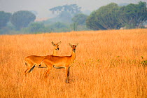 Uganda kob (Kobus kob thomasi) two females, Queen Elizabeth National Park, Uganda.