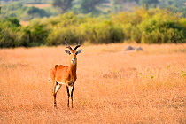 Uganda kob (Kobus kob thomasi) male, Queen Elizabeth National Park, Uganda.