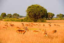 Uganda Kob (Kobus kob thomasi), group grazing, Queen Elizabeth National Park, Uganda.