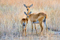 Uganda Kob (Kobus kob thomasi), female and baby, standing alert, Queen Elizabeth National Park, Uganda.