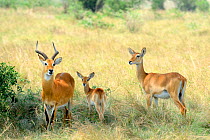 Uganda kob (Kobus kob thomasi), family with male, female and young, Queen Elizabeth National Park, Uganda.