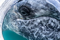 Grey whale (Eschrichtius robustus) close up of adult near boat, fish eye view, Magdalena Bay, Baja California, Mexico.