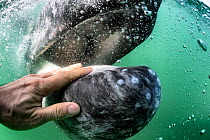 Grey whale calf (Eschrichtius robustus) interacting with photographer whilst approaching tourist boat, Magdalena Bay, Baja, Mexico