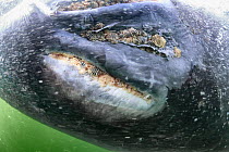Whale lice (Cyamus scammoni) in the blowhole of a Grey whale calf (Eschrichtius robustus) Baja California, Mexico.