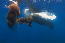 Sperm whales (Physeter macrocephalus) defecating with a very large amount of faeces, Sri Lanka, Indian Ocean.