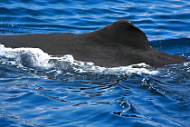 Sperm whale (Physeter macrocephalus) surfacing, showing dorsal fin, Sri Lanka, Indian Ocean.