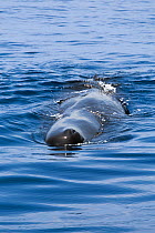 Sperm whale (Physeter macrocephalus) adult female surfacing, Sri Lanka, Indian Ocean.