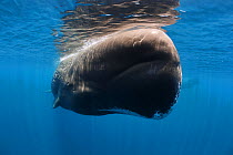 Sperm whale (Physeter macrocephalus) female at surface,  Sri Lanka, Indian Ocean.
