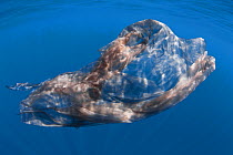 Sperm whales (Physeter macrocephalus) shed and slough off skin continuously, perhaps as a mechanism for maintaining healthy skin and shedding parasites. This is a large piece of skin that came off an...