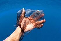 Sperm whale (Physeter macrocephalus) skin on human hand underwater;  the skin is constantly shed. Sri Lanka, Indian Ocean.