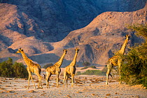 Reticulated giraffes (Giraffa camelopardalis) desert dwelling giraffes in Damaraland. Namibia
