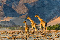 Reticulated giraffes (Giraffa camelopardalis) desert dwelling giraffes in Damaraland, Namibia