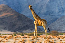 Reticulated giraffe (Giraffa camelopardalis) desert dwelling giraffe in Damaraland, Namibia