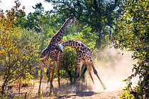 Reticulated giraffes (Giraffa camelopardalis) two males fighting in the bush, South Africa.
