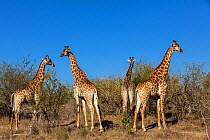 Reticulated giraffes (Giraffa camelopardalis) group of bachelor males after a fight between two, South Africa