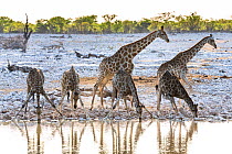 Reticulated Giraffe (Giraffa camelopardalis) small group drinking at dusk, Etosha National Park, Namibia.